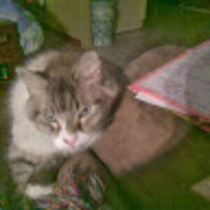 Meet your Posher, Tammie